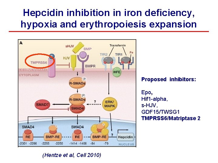 Hepcidin inhibition in iron deficiency, hypoxia and erythropoiesis expansion Proposed inhibitors: Epo, Hif 1