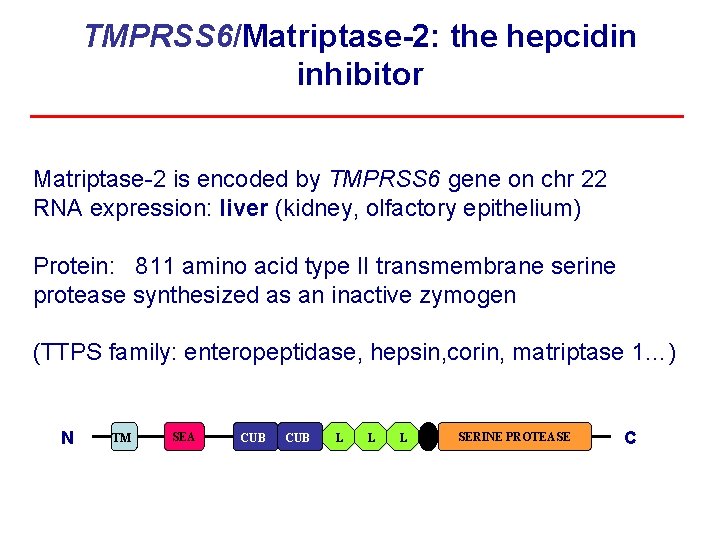 TMPRSS 6/Matriptase-2: the hepcidin inhibitor Matriptase-2 is encoded by TMPRSS 6 gene on chr