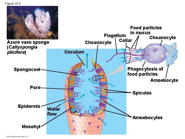 Figure 33. 4 Azure vase sponge (Callyspongia plicifera) Food particles in mucus Flagellum Choanocyte