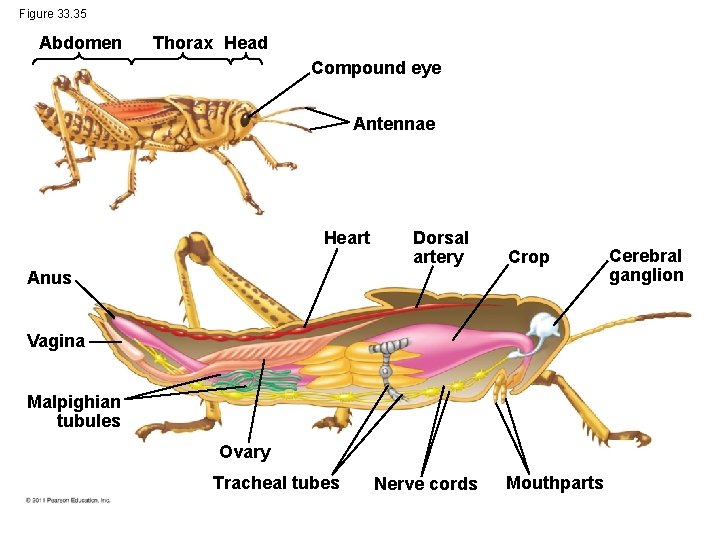 Figure 33. 35 Abdomen Thorax Head Compound eye Antennae Heart Dorsal artery Crop Anus