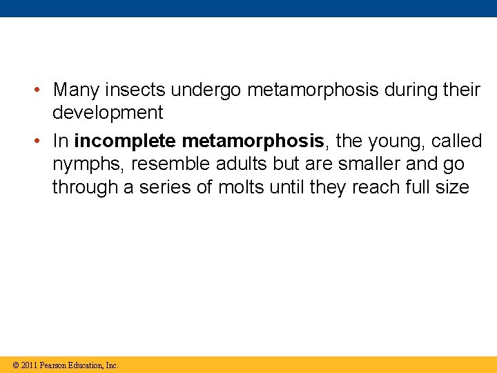  • Many insects undergo metamorphosis during their development • In incomplete metamorphosis, the