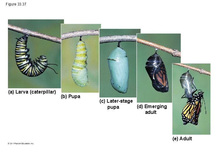 Figure 33. 37 (a) Larva (caterpillar) (b) Pupa (c) Later-stage (d) Emerging pupa adult