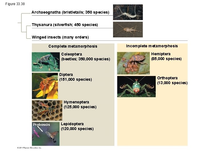 Figure 33. 38 Archaeognatha (bristletails; 350 species) Thysanura (silverfish; 450 species) Winged insects (many
