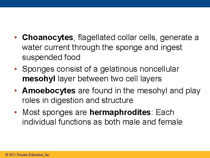  • Choanocytes, flagellated collar cells, generate a water current through the sponge and