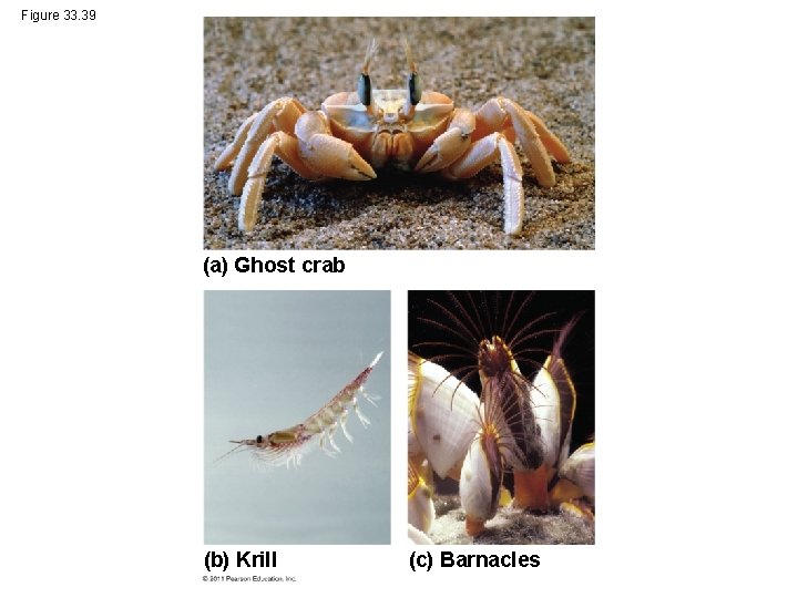 Figure 33. 39 (a) Ghost crab (b) Krill (c) Barnacles 