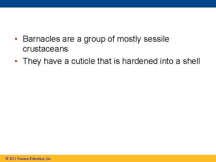 • Barnacles are a group of mostly sessile crustaceans • They have a