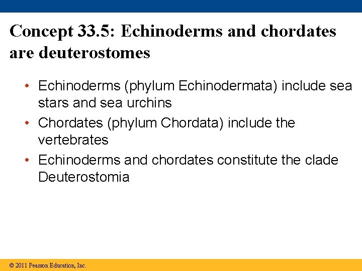 Concept 33. 5: Echinoderms and chordates are deuterostomes • Echinoderms (phylum Echinodermata) include sea