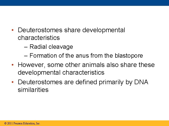  • Deuterostomes share developmental characteristics – Radial cleavage – Formation of the anus