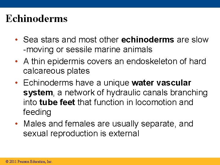 Echinoderms • Sea stars and most other echinoderms are slow -moving or sessile marine