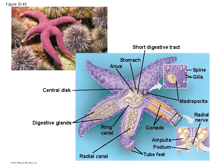 Figure 33. 40 Short digestive tract Stomach Anus Spine Gills Central disk Madreporite Digestive