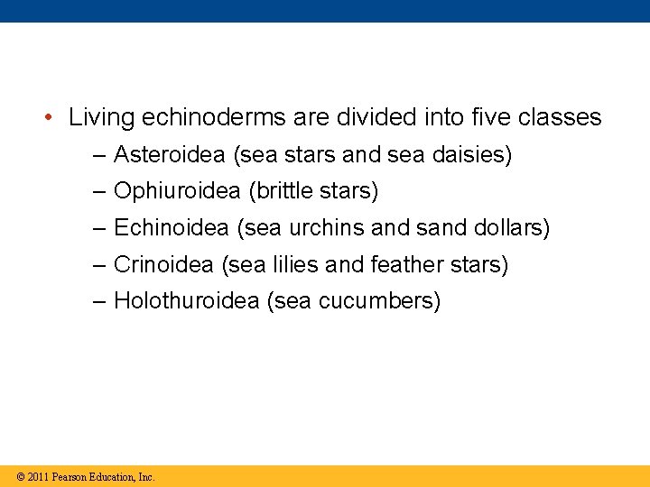  • Living echinoderms are divided into five classes – Asteroidea (sea stars and