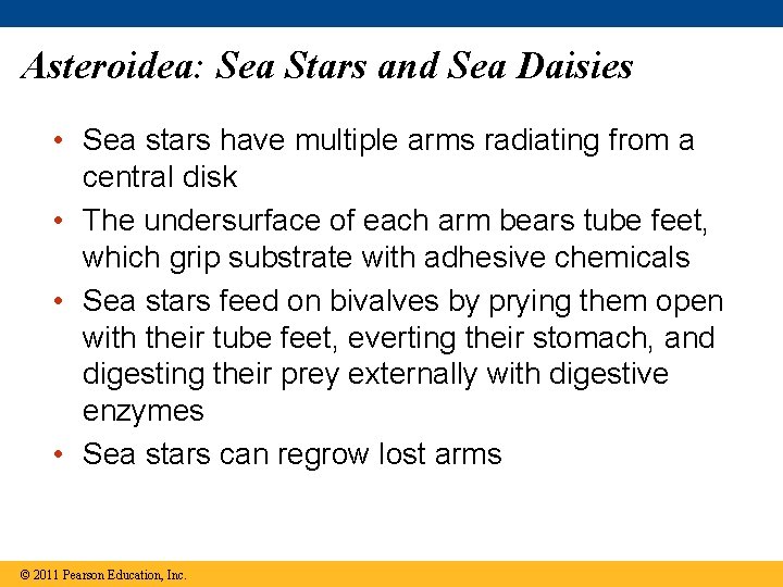 Asteroidea: Sea Stars and Sea Daisies • Sea stars have multiple arms radiating from