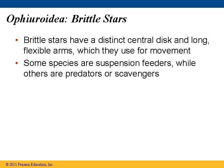 Ophiuroidea: Brittle Stars • Brittle stars have a distinct central disk and long, flexible