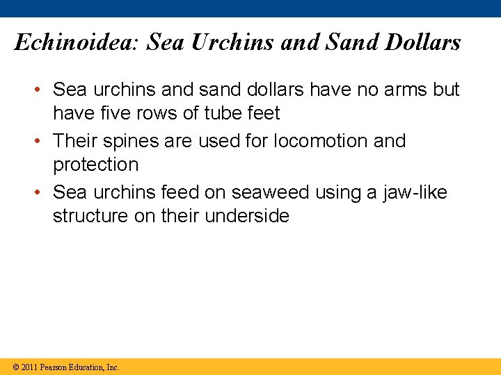 Echinoidea: Sea Urchins and Sand Dollars • Sea urchins and sand dollars have no