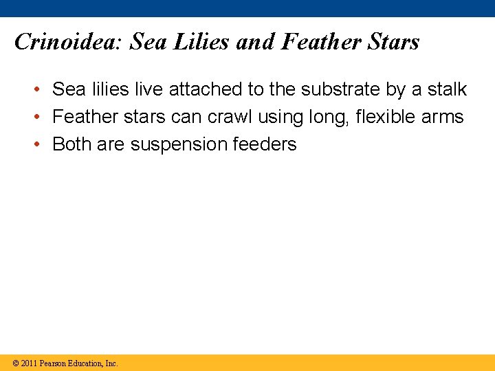 Crinoidea: Sea Lilies and Feather Stars • Sea lilies live attached to the substrate