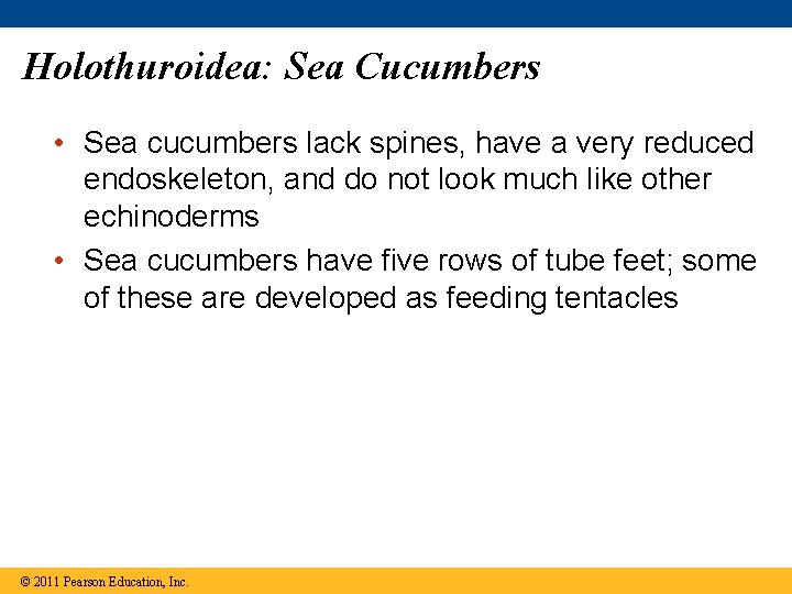 Holothuroidea: Sea Cucumbers • Sea cucumbers lack spines, have a very reduced endoskeleton, and