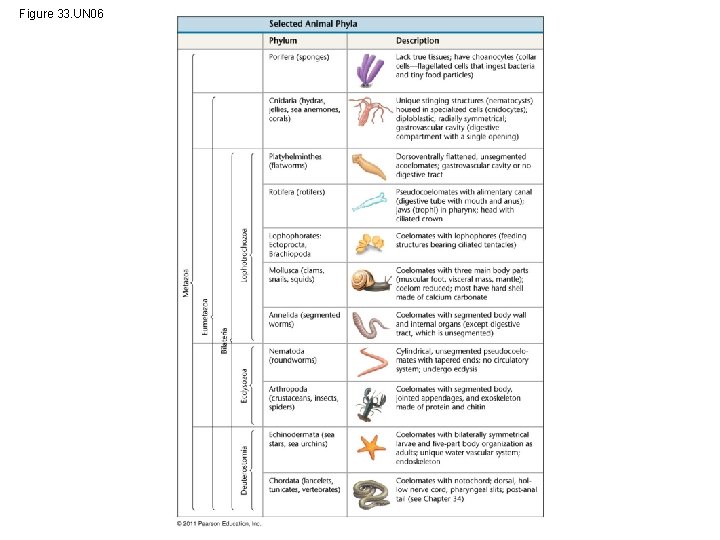 Figure 33. UN 06 