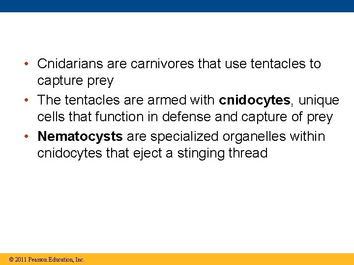  • Cnidarians are carnivores that use tentacles to capture prey • The tentacles