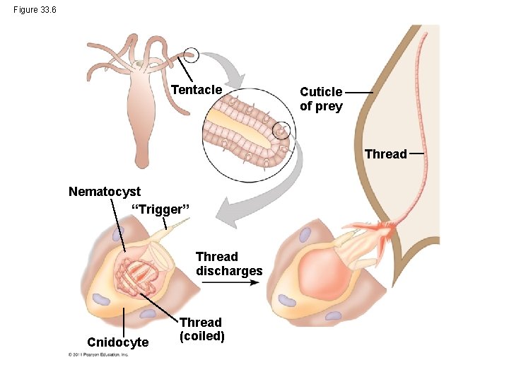 Figure 33. 6 Tentacle Cuticle of prey Thread Nematocyst “Trigger” Thread discharges Cnidocyte Thread