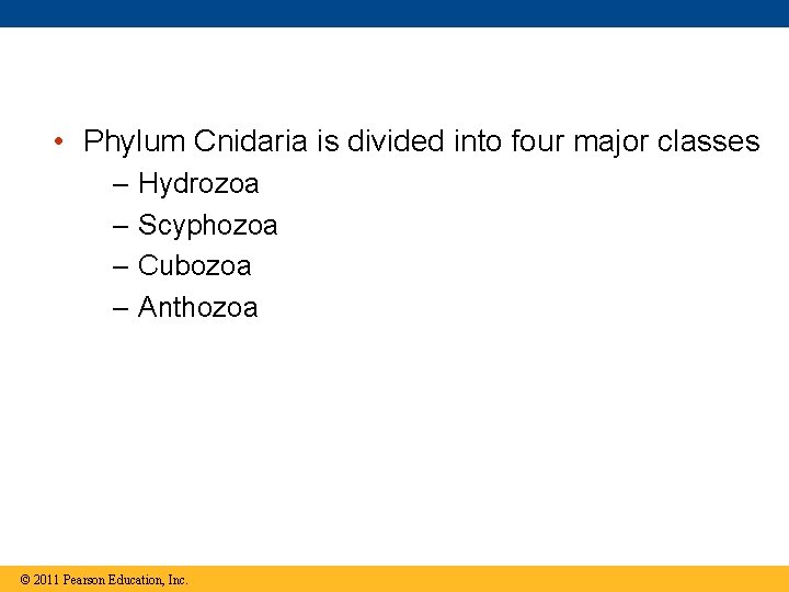  • Phylum Cnidaria is divided into four major classes – – Hydrozoa Scyphozoa