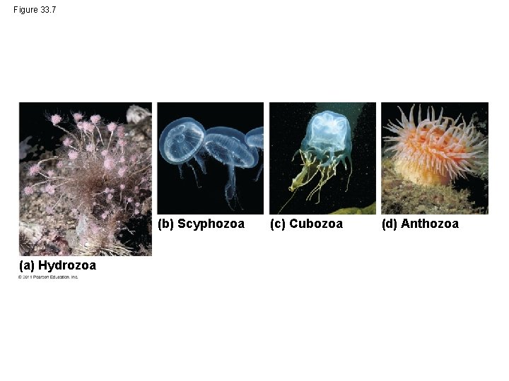 Figure 33. 7 (b) Scyphozoa (a) Hydrozoa (c) Cubozoa (d) Anthozoa 