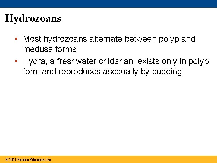 Hydrozoans • Most hydrozoans alternate between polyp and medusa forms • Hydra, a freshwater