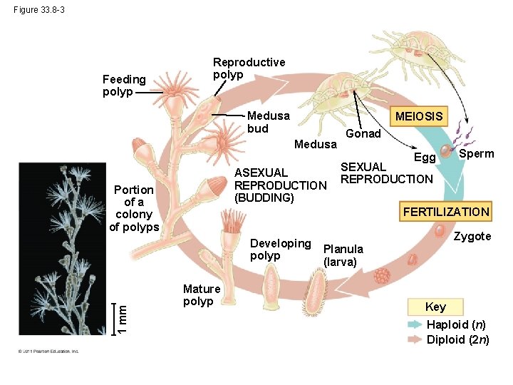 Figure 33. 8 -3 Feeding polyp Reproductive polyp Medusa bud MEIOSIS Medusa ASEXUAL REPRODUCTION