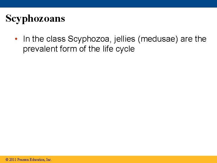 Scyphozoans • In the class Scyphozoa, jellies (medusae) are the prevalent form of the