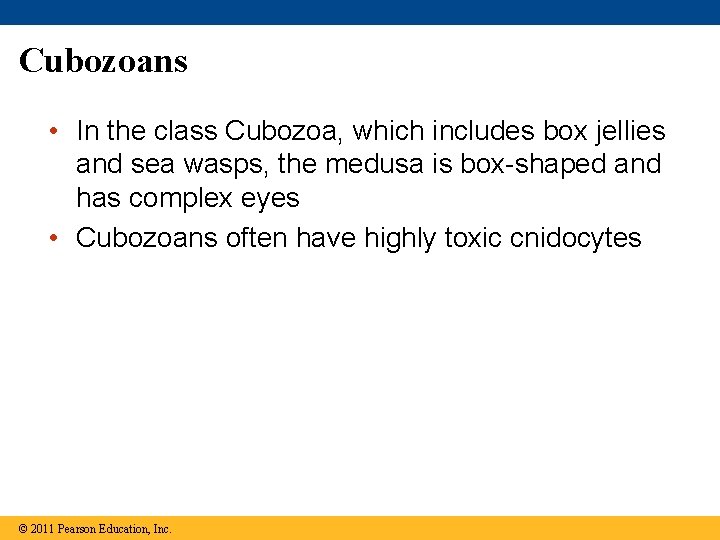 Cubozoans • In the class Cubozoa, which includes box jellies and sea wasps, the