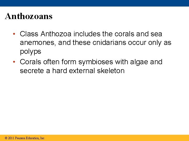 Anthozoans • Class Anthozoa includes the corals and sea anemones, and these cnidarians occur