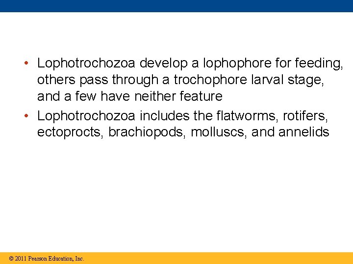  • Lophotrochozoa develop a lophophore for feeding, others pass through a trochophore larval