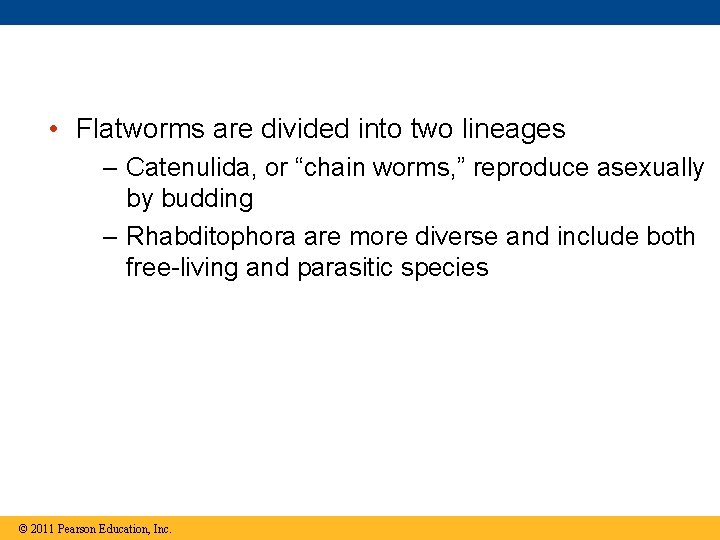  • Flatworms are divided into two lineages – Catenulida, or “chain worms, ”