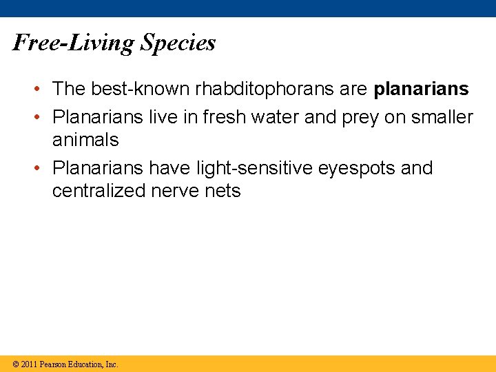 Free-Living Species • The best-known rhabditophorans are planarians • Planarians live in fresh water