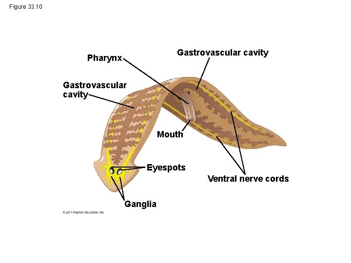 Figure 33. 10 Gastrovascular cavity Pharynx Gastrovascular cavity Mouth Eyespots Ventral nerve cords Ganglia