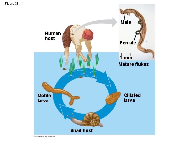 Figure 33. 11 Male Human host Female 1 mm Mature flukes Ciliated larva Motile