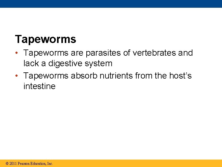 Tapeworms • Tapeworms are parasites of vertebrates and lack a digestive system • Tapeworms