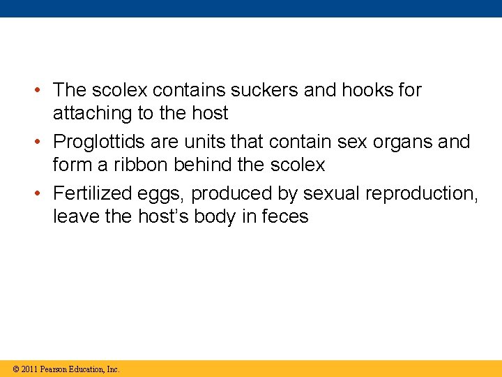  • The scolex contains suckers and hooks for attaching to the host •