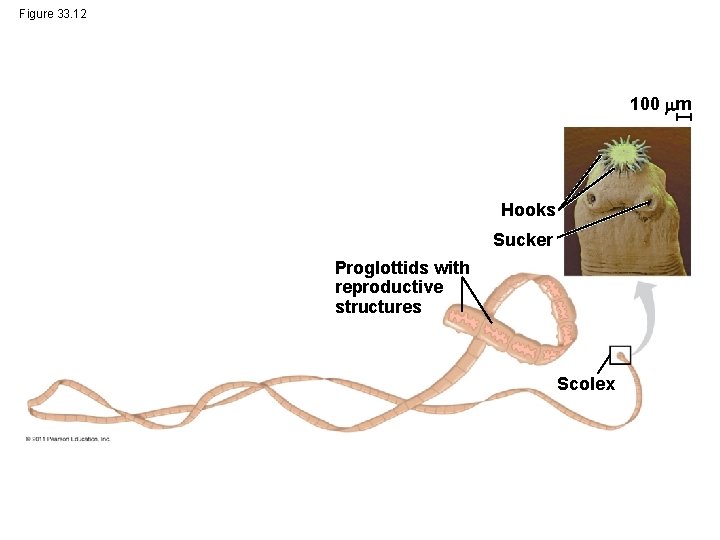 Figure 33. 12 100 m Hooks Sucker Proglottids with reproductive structures Scolex 