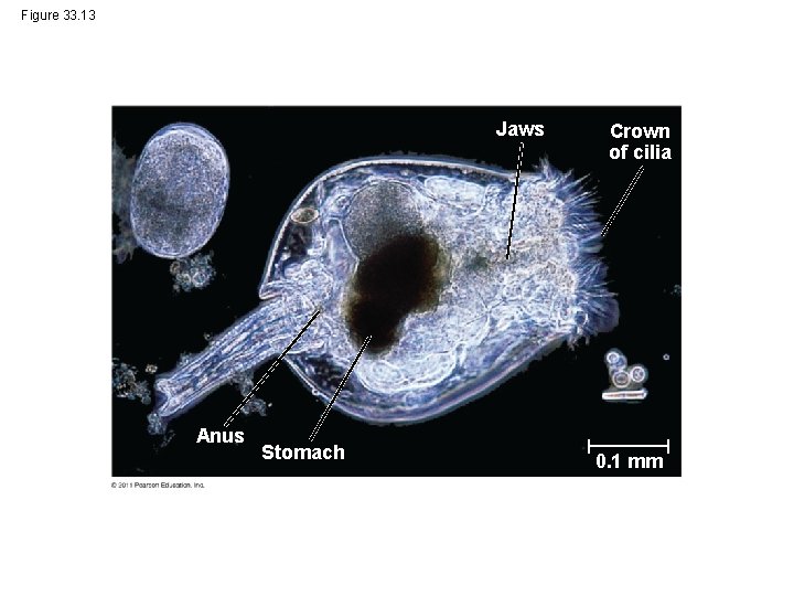 Figure 33. 13 Jaws Anus Stomach Crown of cilia 0. 1 mm 