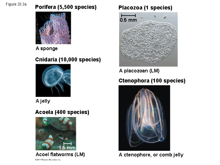 Figure 33. 3 a Porifera (5, 500 species) Placozoa (1 species) 0. 5 mm
