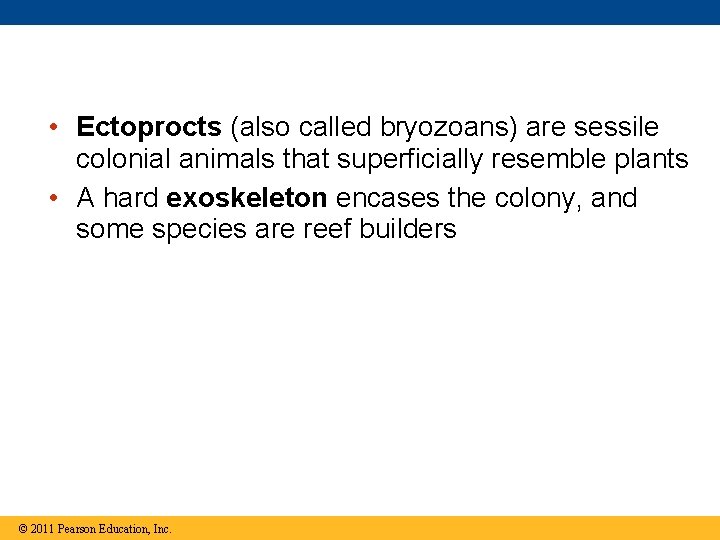  • Ectoprocts (also called bryozoans) are sessile colonial animals that superficially resemble plants