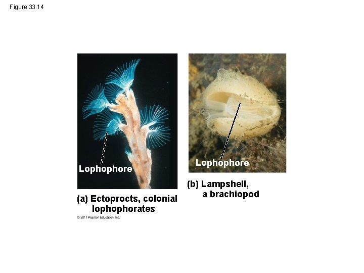 Figure 33. 14 Lophophore (a) Ectoprocts, colonial lophophorates Lophophore (b) Lampshell, a brachiopod 