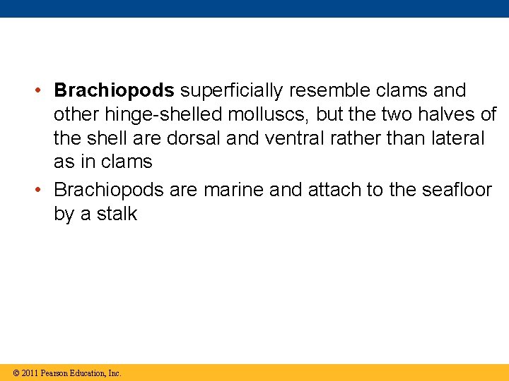  • Brachiopods superficially resemble clams and other hinge-shelled molluscs, but the two halves