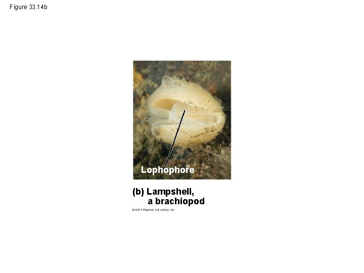 Figure 33. 14 b Lophophore (b) Lampshell, a brachiopod 