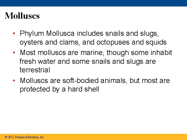 Molluscs • Phylum Mollusca includes snails and slugs, oysters and clams, and octopuses and