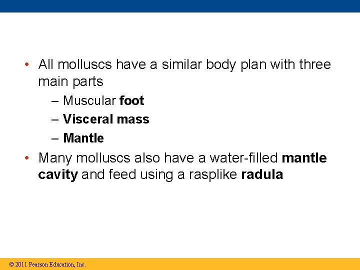  • All molluscs have a similar body plan with three main parts –