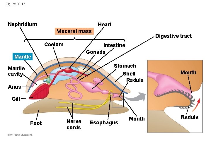 Figure 33. 15 Nephridium Heart Visceral mass Coelom Digestive tract Intestine Gonads Mantle Stomach