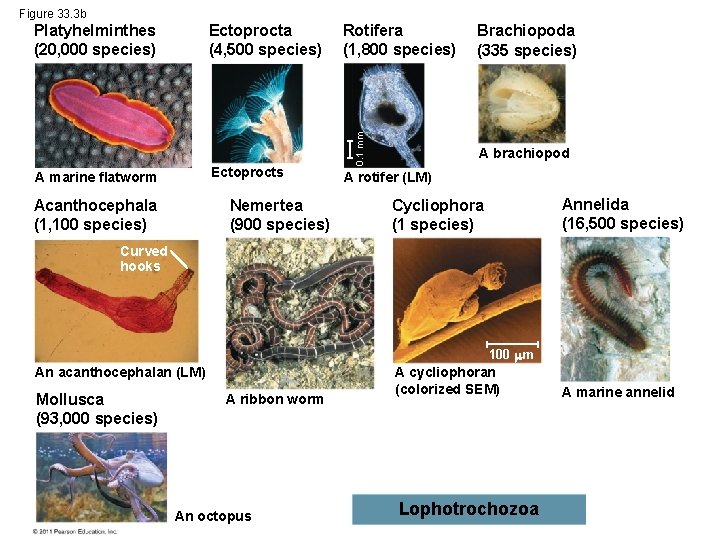 Figure 33. 3 b Ectoprocta (4, 500 species) Ectoprocts A marine flatworm Acanthocephala (1,