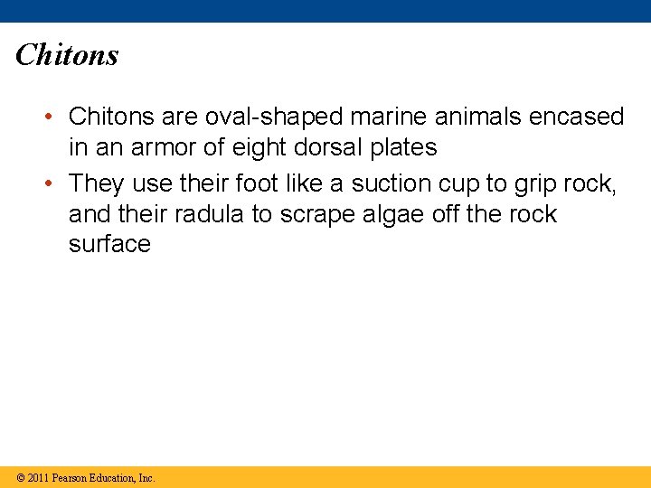 Chitons • Chitons are oval-shaped marine animals encased in an armor of eight dorsal