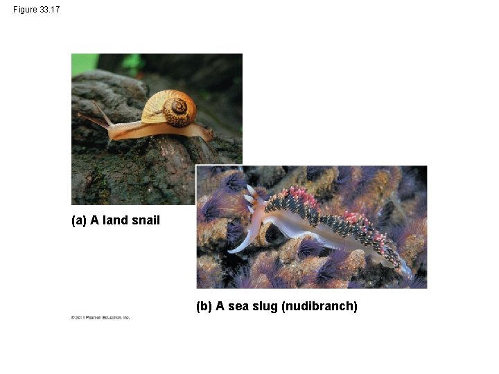 Figure 33. 17 (a) A land snail (b) A sea slug (nudibranch) 